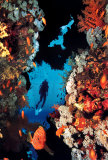 Coral Reef Posters