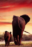 Eléphant et son éléphanteau Affiches