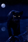 Black Panther in Moonlight - Posterler Black Panther in Moonlight - Posterler