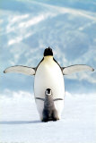 Penguin and Chick Posters
