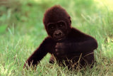 Gorilla Baby Posters Gorilla Baby Posters