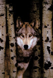 Gray Wolf Fotografie Gray Wolf Fotografie