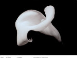 Calla with Stem Pósters