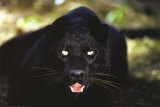 Black Panther Close Up - Reprodüksiyon Black Panther Close Up - Reprodüksiyon