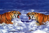 Bengal Tigers Roaring Poster Bengal Tigers Roaring Poster