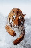 Tiger Running Through Water Posters