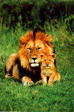 Lion and Baby Plakaty Lion and Baby Plakaty