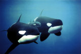Killer Whales Posters