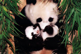 Maman et bébé panda Posters