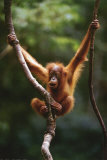Orangutan Baby Poster