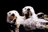 Sea Otters Posters