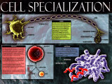 Spécialisation cellulaire Affiche