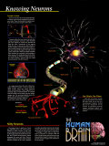 Knowing Neurons Poster