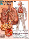 Respiratory System Art Print