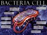 Bacteria Cell Poster