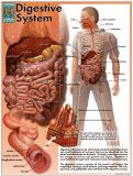 Digestive System Kunst