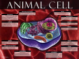Animal Cell Sztuka