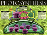 Photosynthèse Affiches