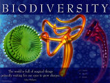 Biodiversity Plakater