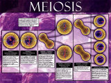 Méiose Posters