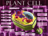 Plant Cell Posters Plant Cell Posters