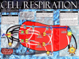 Cell Respiration Poster