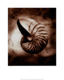 Nautilus Prints by Laurel Wade