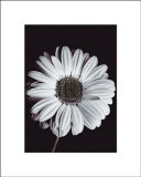 Gerbera Arte por Bill Philip Gerbera Arte por Bill Philip