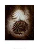 Scallops Posters by Laurel Wade