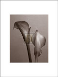 Lily I Art by Bill Philip