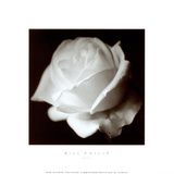 Rose Prints by Bill Philip