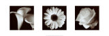 Flower Panel Poster by Bill Philip