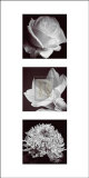 Flower Panel I Prints by Bill Philip