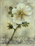 Floral Blush I Posters by Dennis Carney