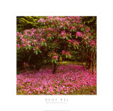 Rhododendron Posters by Bent Rej