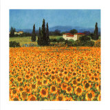 Farm Near Siena Plakater av Hazel Barker Farm Near Siena Plakater av Hazel Barker