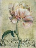 Floral Blush II Prints by Dennis Carney