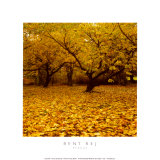 Prunus Art par Bent Rej