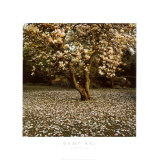 Magnolia Láminas por Bent Rej Magnolia Láminas por Bent Rej