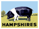 Cochon « Hampshires » Reproduction procédé giclée