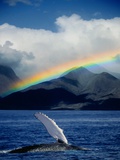 Rainbow over Breaching Humpback Whale Fotografie-Druck von Jeff Vanuga