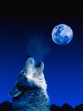 Wolf Howling at the Moon Photographic Print by Jeff Vanuga