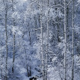 Snow on Aspen Trees in Forest Photographic Print by Ken Redding