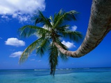 Palm Tree and Caribbean Sea Photographic Print by Ralph Clevenger