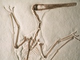 Pterodactylus Dinosaur Fossil from the Late Jurassic Era Photographic Print by Kevin Schafer
