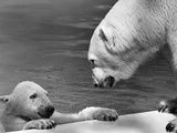 Polar Bears Looking at Each Other Photographic Print by Bill Varie