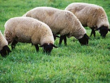 Ovejas pastando (tamaño reducido) Lámina fotográfica