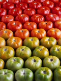Red and Green Tomatoes Fotografie-Druck von Tracey Thompson