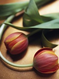 Tulipanes naranjas Lámina fotográfica por Colin Anderson