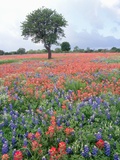 Field of Red and Blue Flowers Photographie par Jim Zuckerman